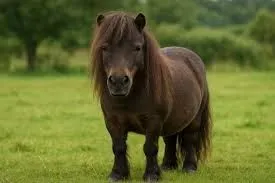 A black miniature horse trotting in a grassy field.