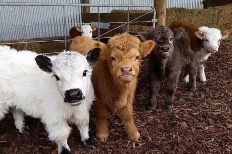 Calves of varying colors standing in a pen with a metal fence.