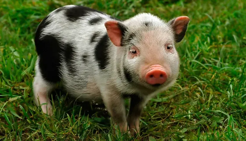 A pair of miniature pigs in an outdoor enclosure.