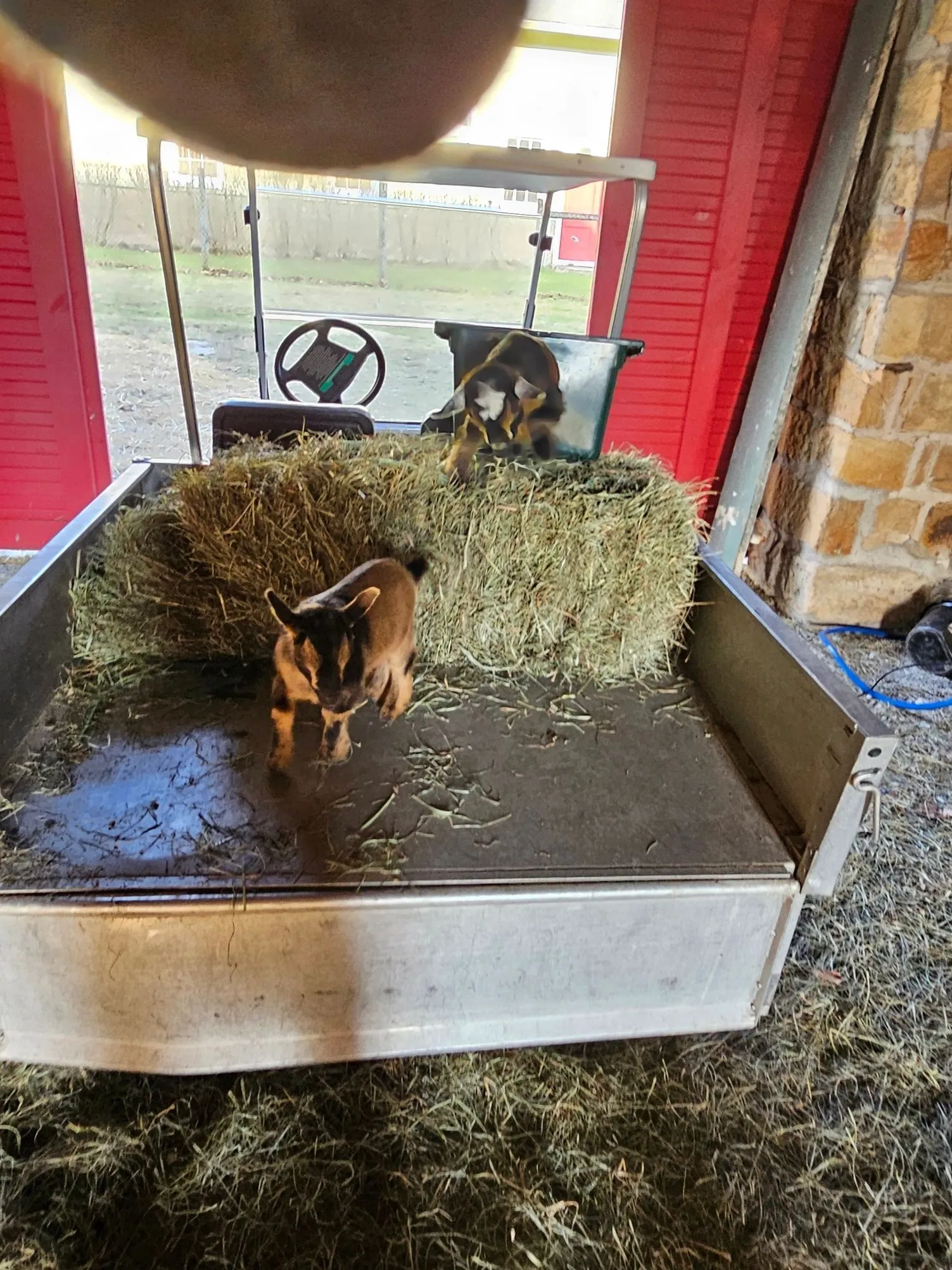 Photo 3 of life at Little Mountain Animal Sanctuary.