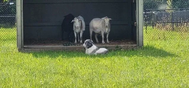 A brown goat with black markings and two baby goats in a straw-filled pen.