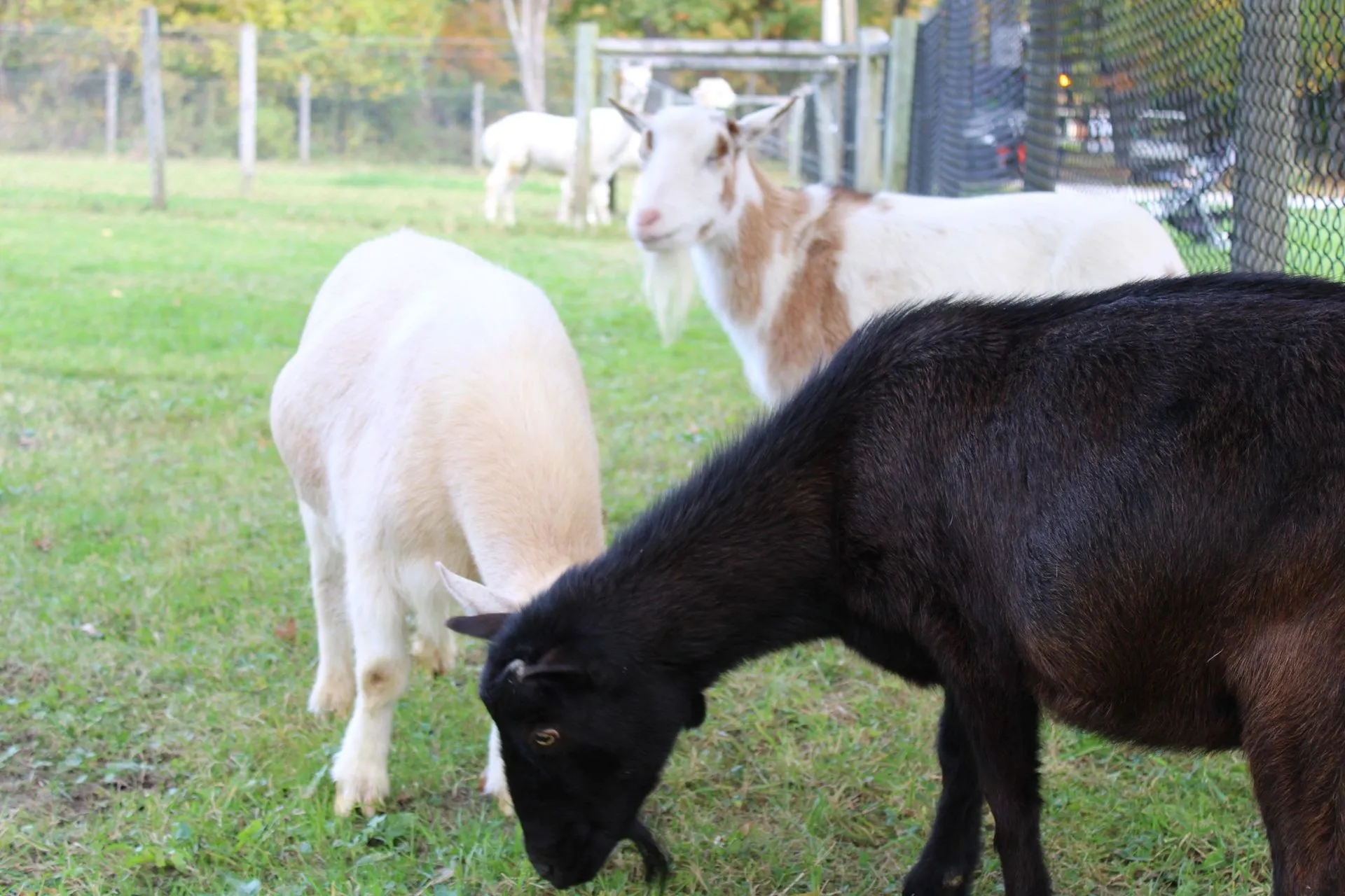 Photo 7 of life at Little Mountain Animal Sanctuary.