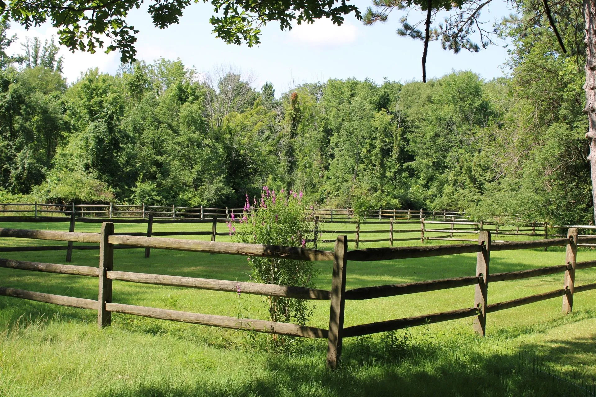 Photo 12 of life at Little Mountain Animal Sanctuary.