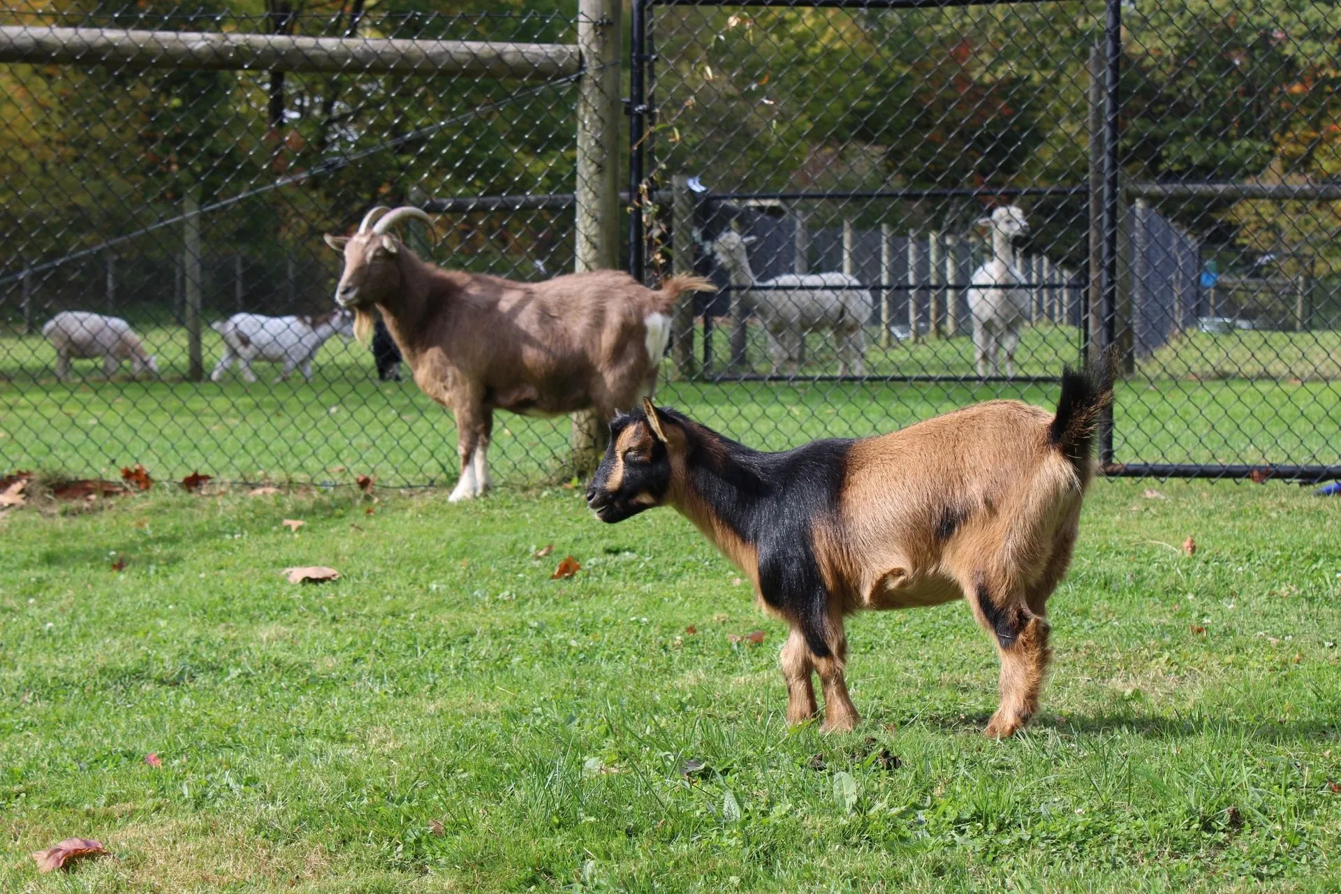 Photo 13 of life at Little Mountain Animal Sanctuary.