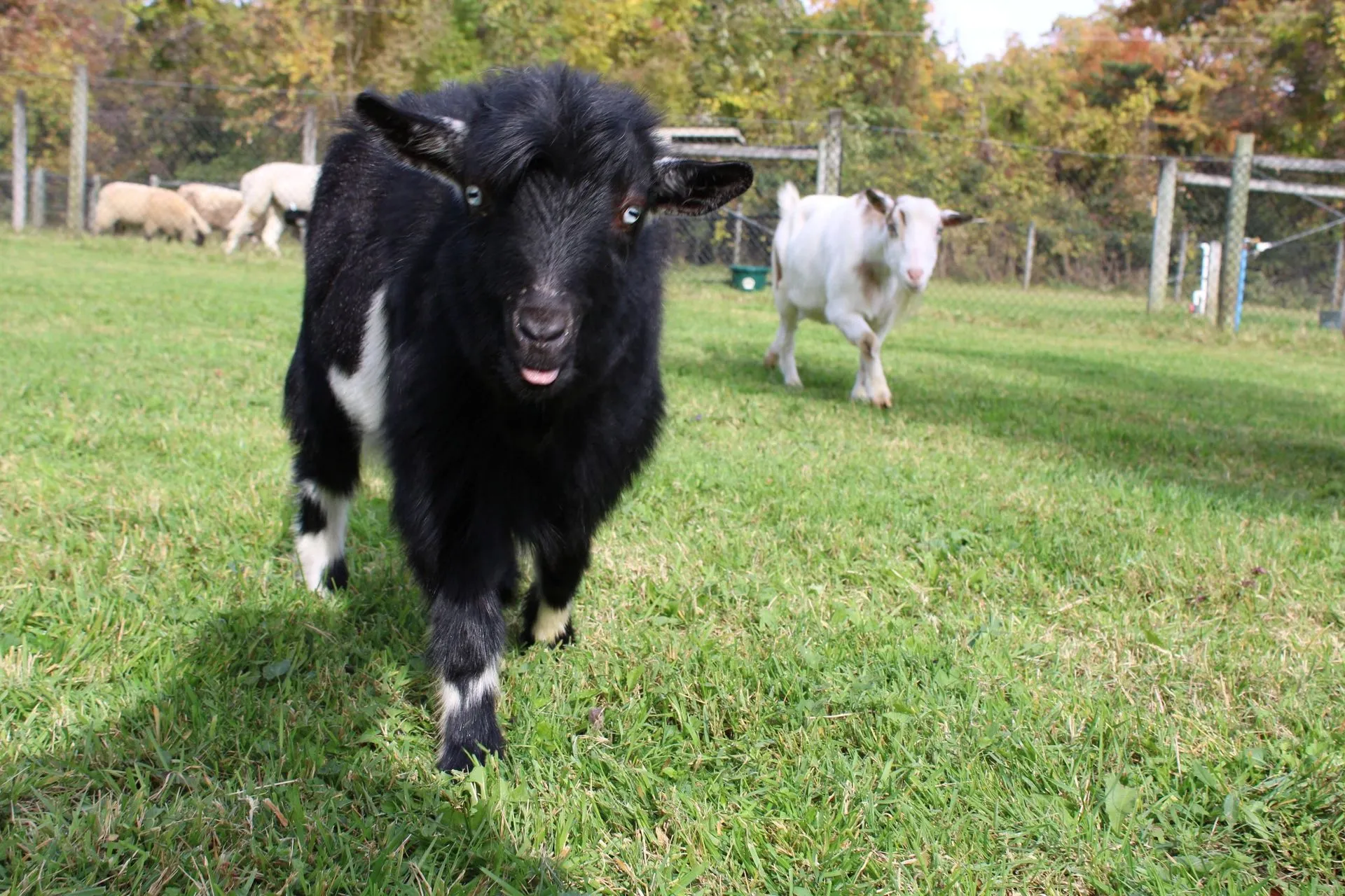 Photo 14 of life at Little Mountain Animal Sanctuary.